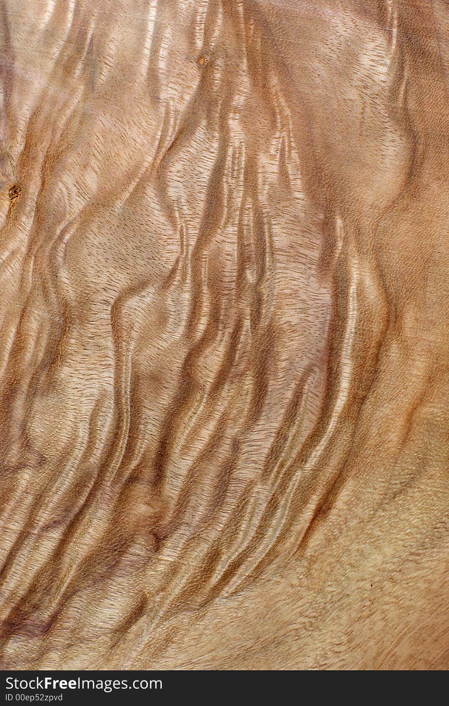 Wood Texture: Camphor Laurel