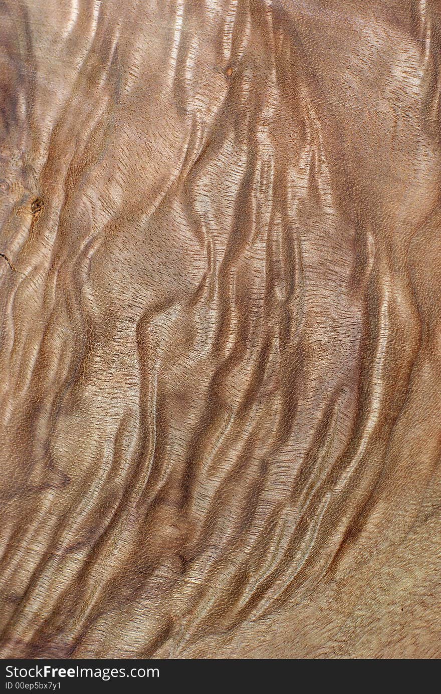 Wood Texture: Camphor Laurel