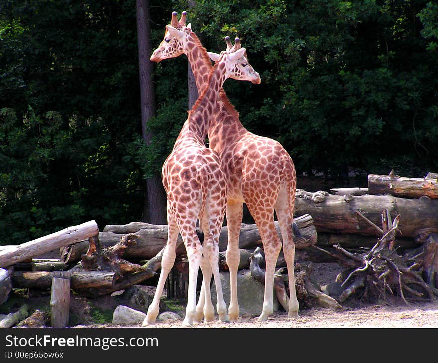 Two giraffes cuddling together against a natural background

<a href=http://www.dreamstime.com/search.php?srh_field=animal&s_ph=y&s_il=y&s_sm=all&s_cf=1&s_st=wpo&s_catid=&s_cliid=301111&s_colid=&memorize_search=0&s_exc=&s_sp=&s_sl1=y&s_sl2=y&s_sl3=y&s_sl4=y&s_sl5=y&s_rsf=0&s_rst=7&s_clc=y&s_clm=y&s_orp=y&s_ors=y&s_orl=y&s_orw=y&x=29&y=19> see more animals </a>