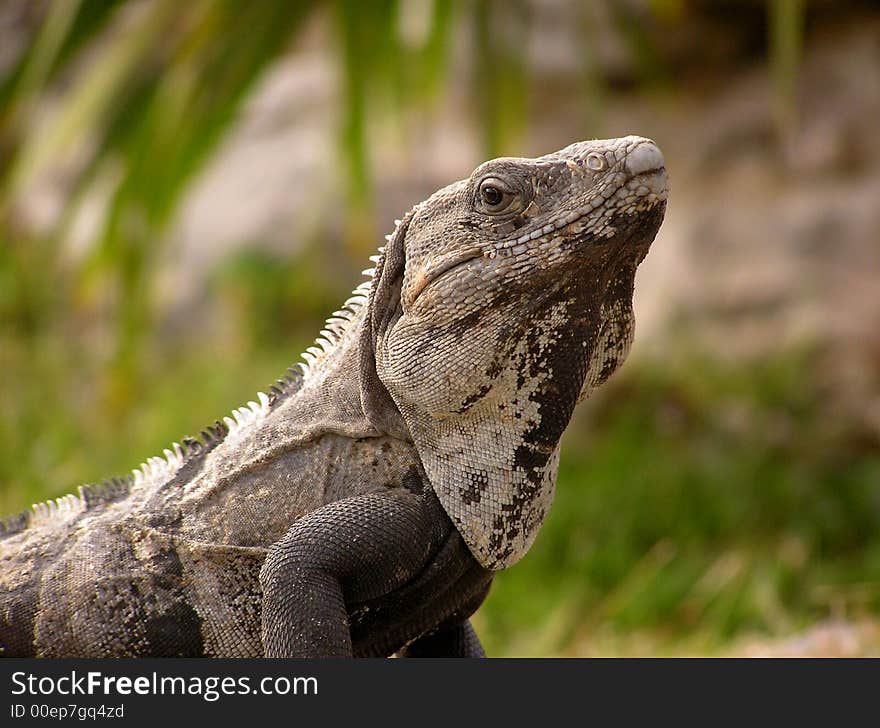 Ctenosaurus similis -- an eye-to-eye glance with an ancient-looking lizard. Ctenosaurus similis -- an eye-to-eye glance with an ancient-looking lizard