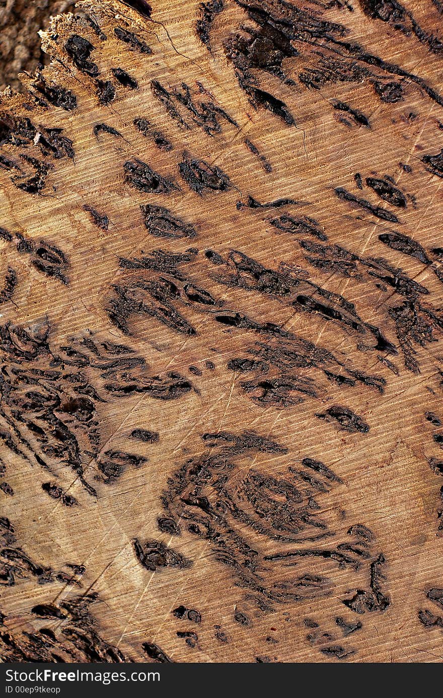 Wood Texture: Burl