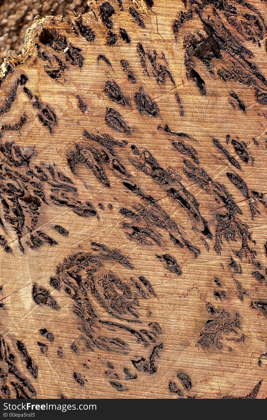 Wood Texture: Burl