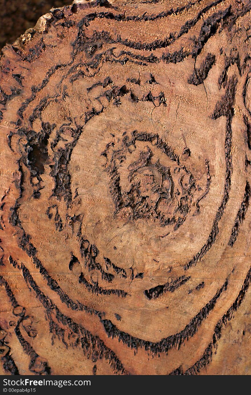 Wood Texture: Burl