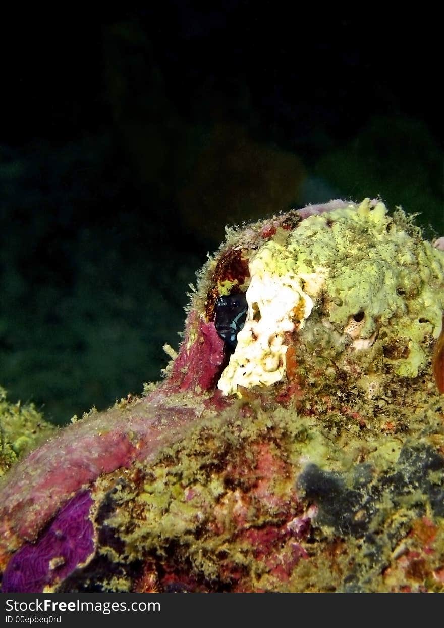 Most blennies spend much of their time on or near the sea floor. Many are reclusive and may burrow in sandy substrates or inhabit crevices in reefs or even empty mollusk shells. Most blennies spend much of their time on or near the sea floor. Many are reclusive and may burrow in sandy substrates or inhabit crevices in reefs or even empty mollusk shells.