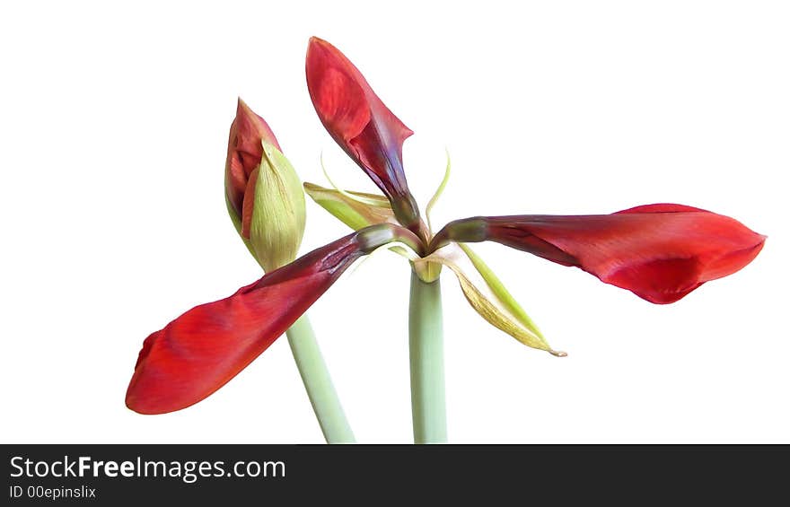 Bud of the flower on white background. Bud of the flower on white background