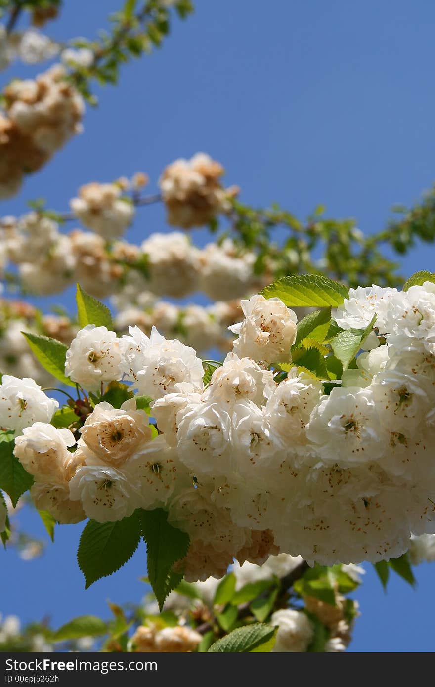 Sakura Cherry Blossom in Springtime