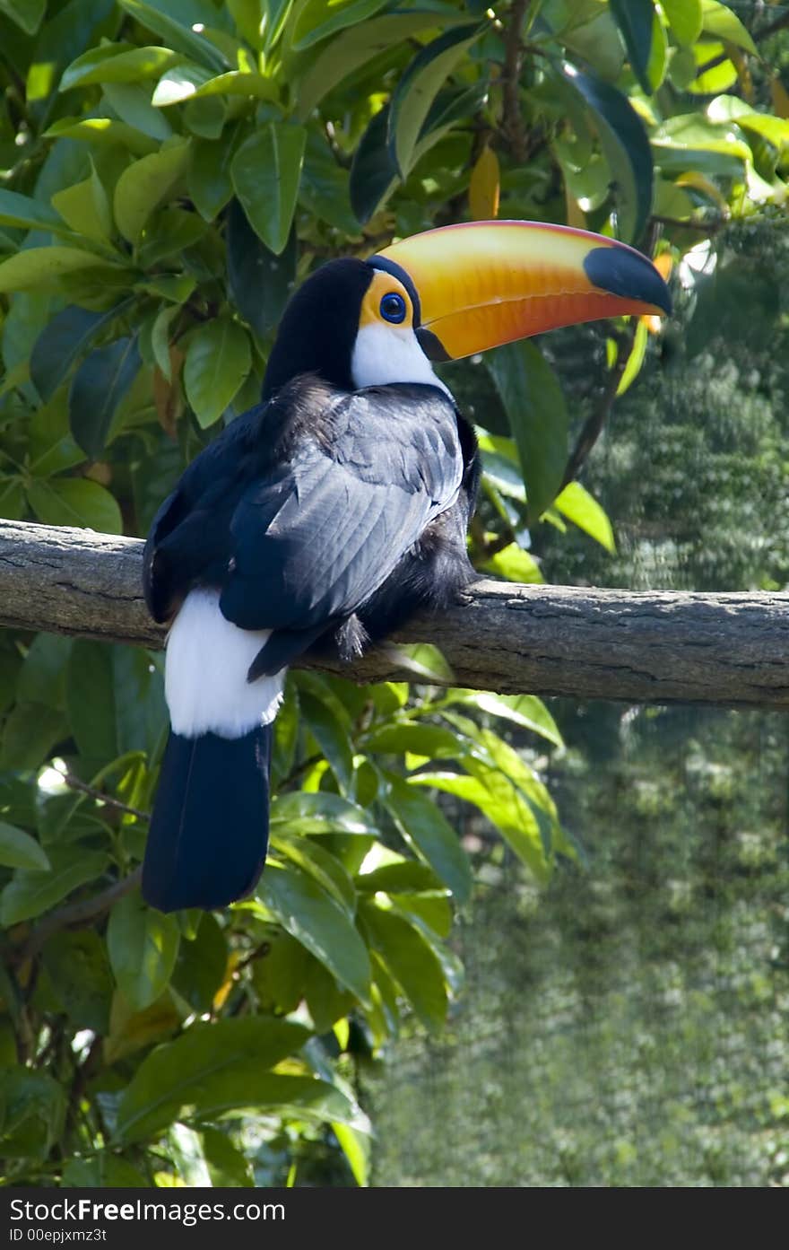 Toucan