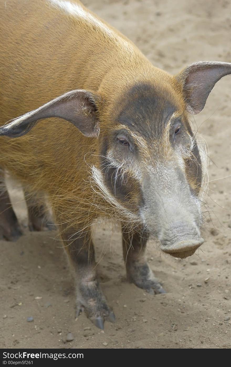 Wild piglet sadly looks onward