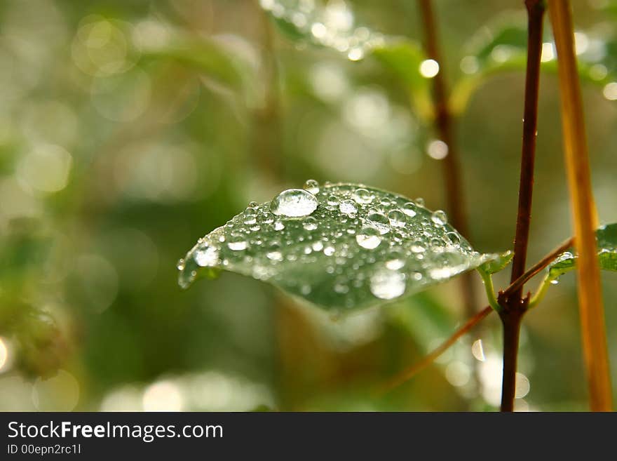 After a rain Aegna 1. After a rain Aegna 1