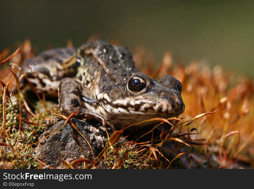 Frog sitting on mossy stone. Frog sitting on mossy stone