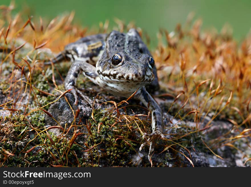 Frog sitting on mossy stone