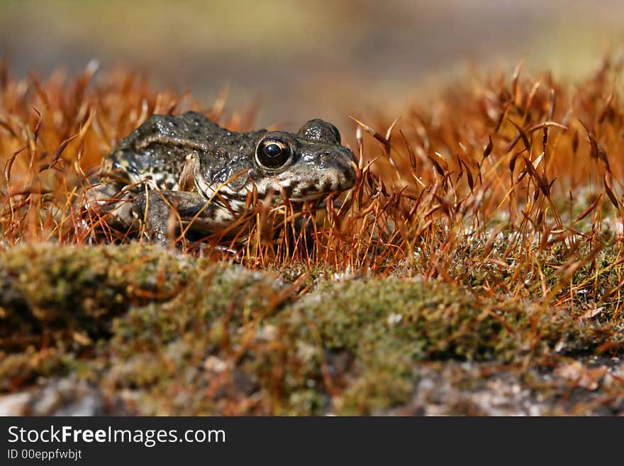 Frog sitting in mossy forest. Frog sitting in mossy forest