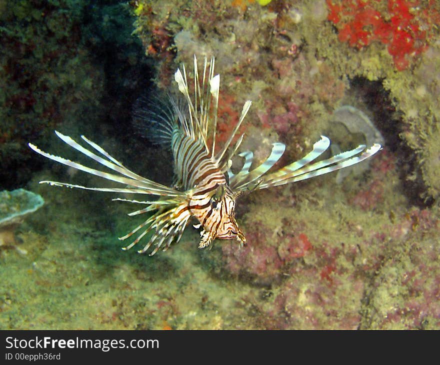 Lionfish corners their prey using their large fins and then use their lightning speed reflexes to swallow the prey whole. Lionfish corners their prey using their large fins and then use their lightning speed reflexes to swallow the prey whole.