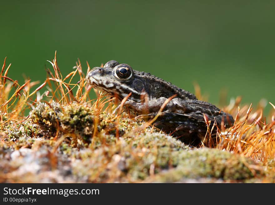 Frog sitting on mossy stone. Frog sitting on mossy stone