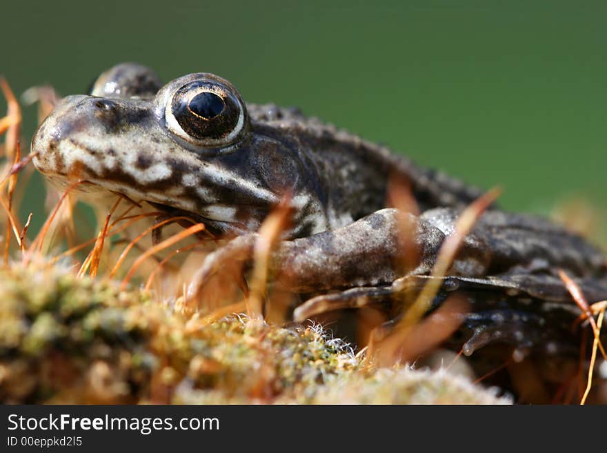 Frog sitting on mossy stone. Frog sitting on mossy stone