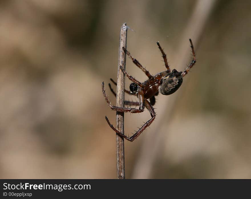 Macro of gray spider on stalk