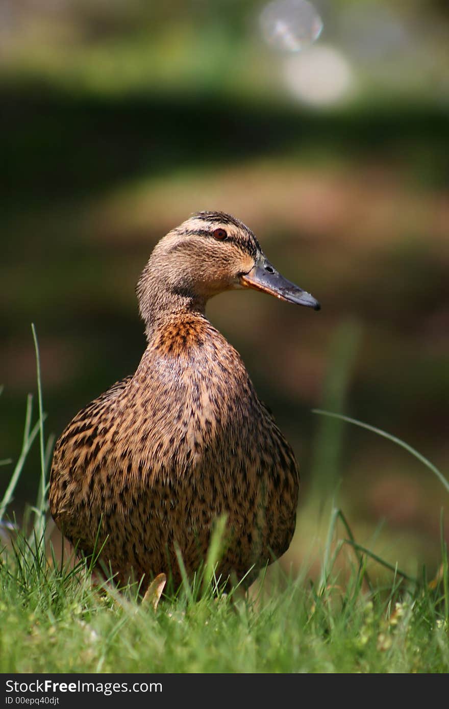 Duck female