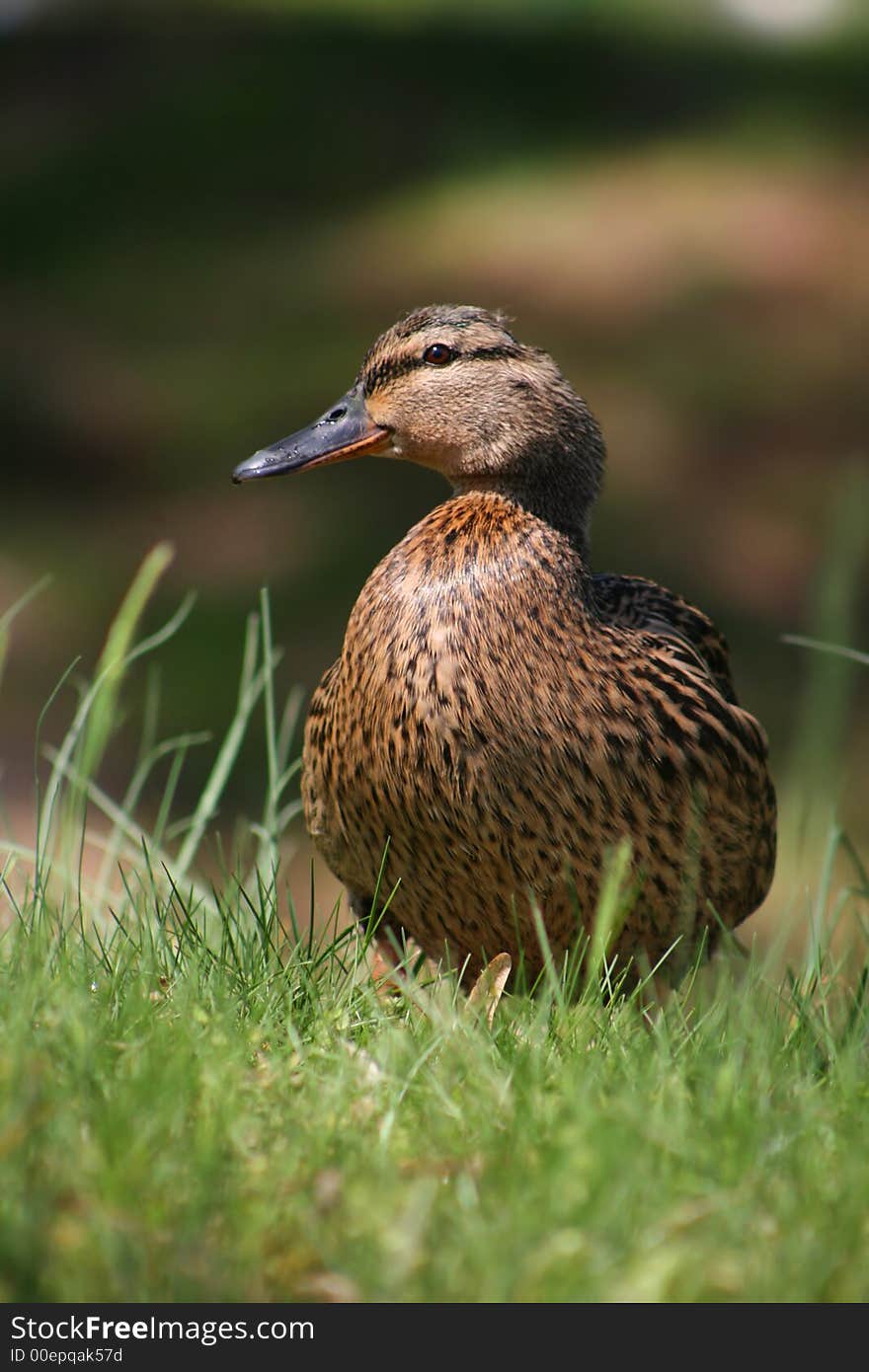 Duck In Spring Grass