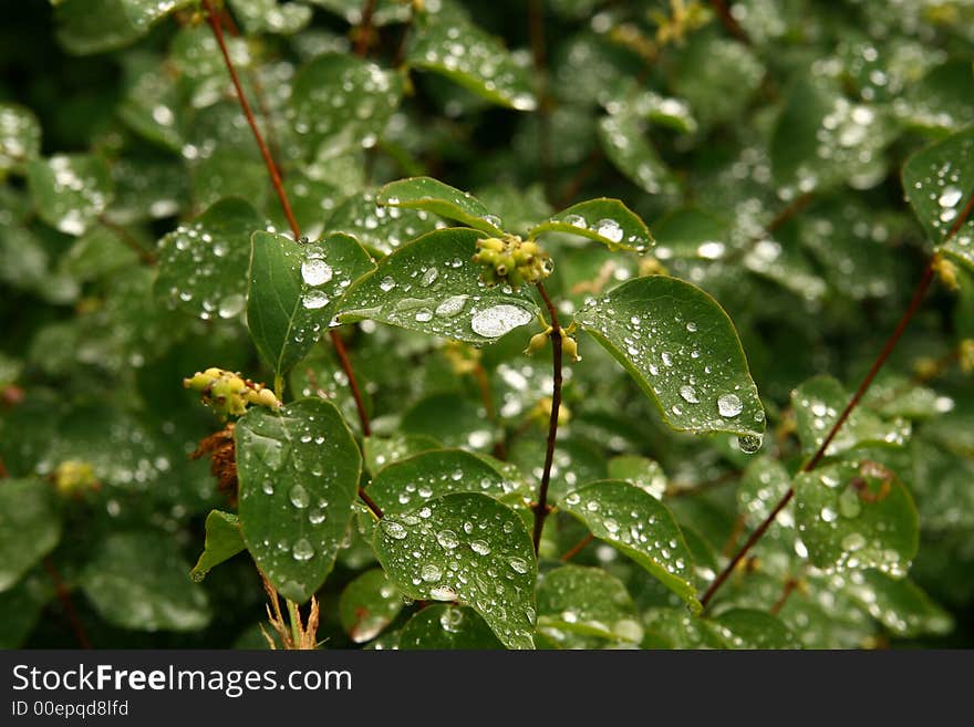 After a rain Aegna