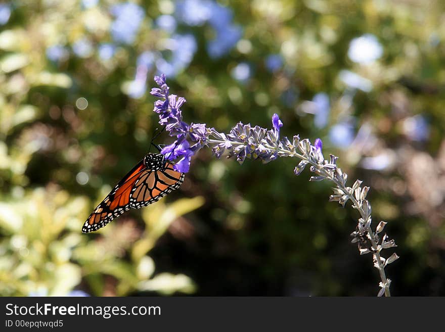 Monarch Butterfly I