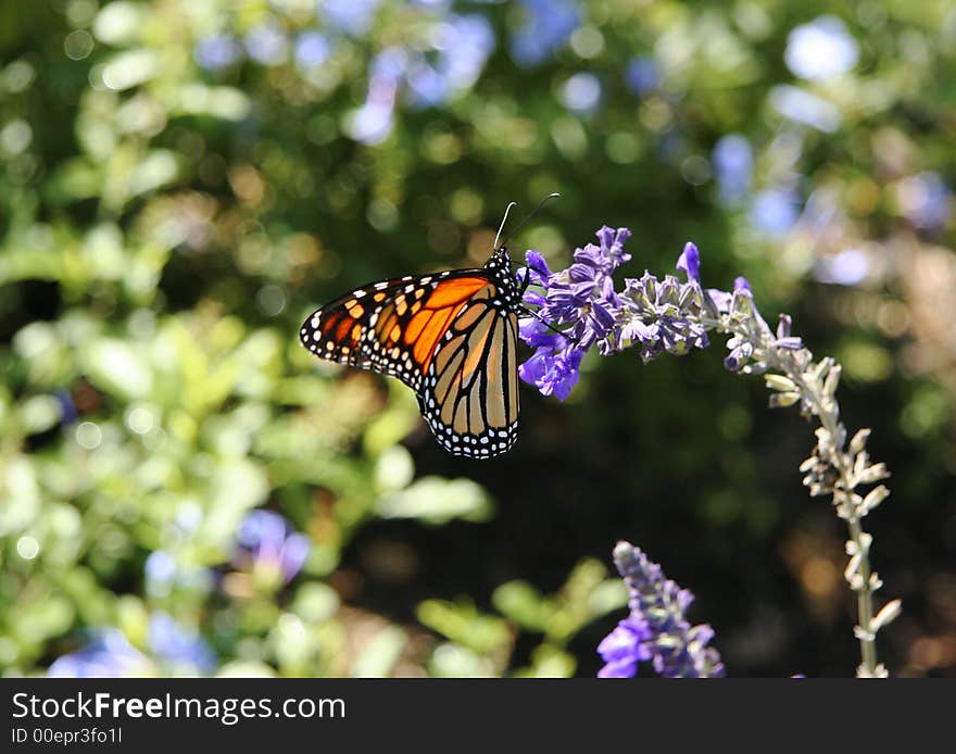 A Monarch butterfly feeding on mealy blue sage in the late afternoon sun. A Monarch butterfly feeding on mealy blue sage in the late afternoon sun.