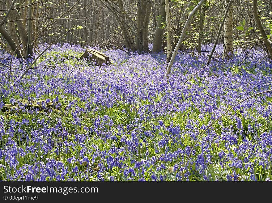 Bluebells in the wood