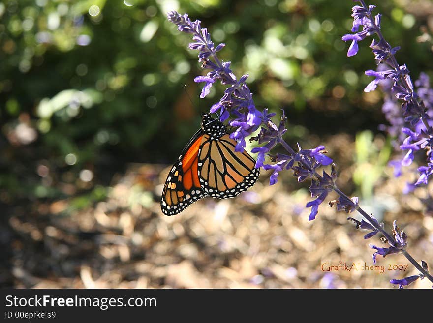 Monarch Butterfly III