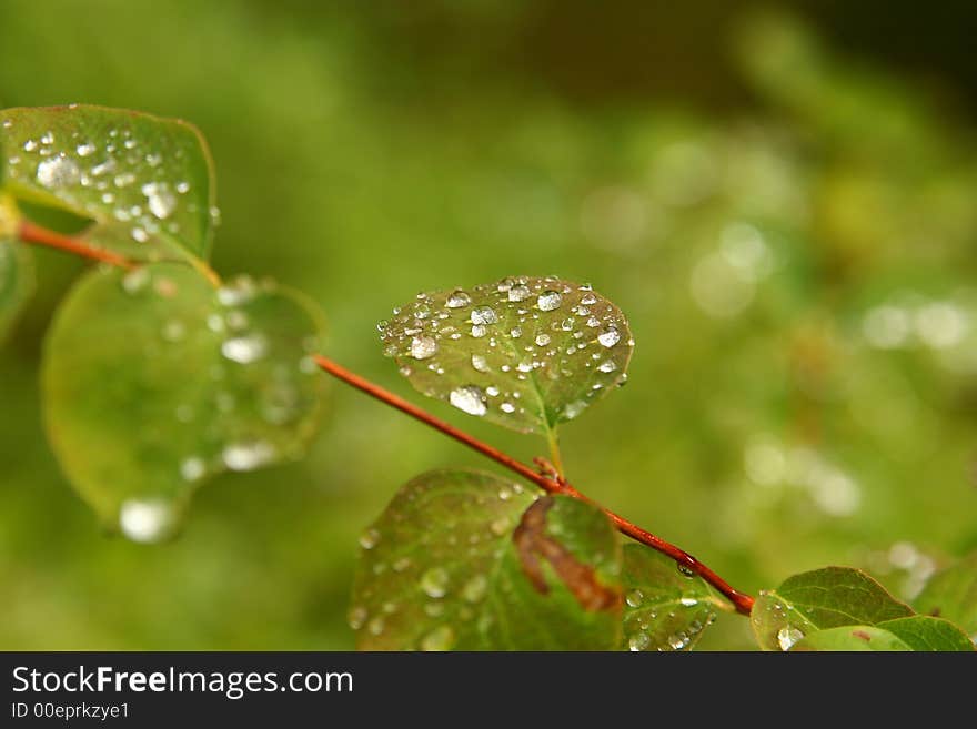 After a rain Aegna 4. After a rain Aegna 4