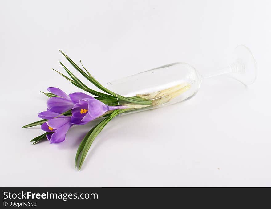 Violet Tulip Flower In Vase