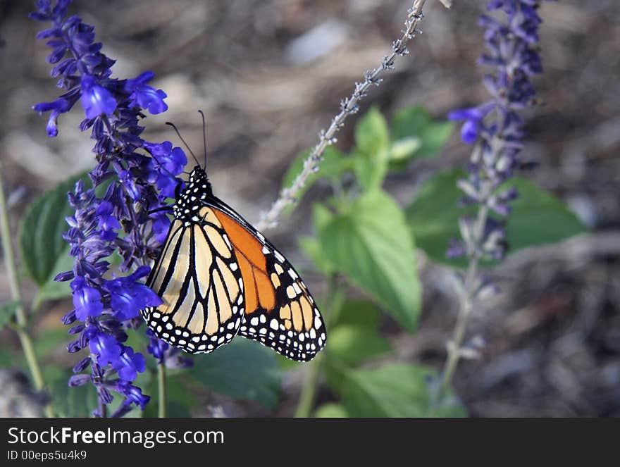 Monarch Butterfly IV