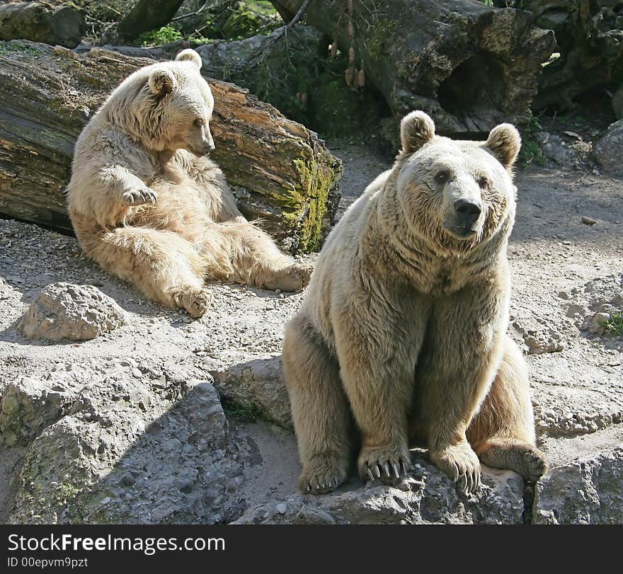 View of Nice Syrian Brown Bears. View of Nice Syrian Brown Bears