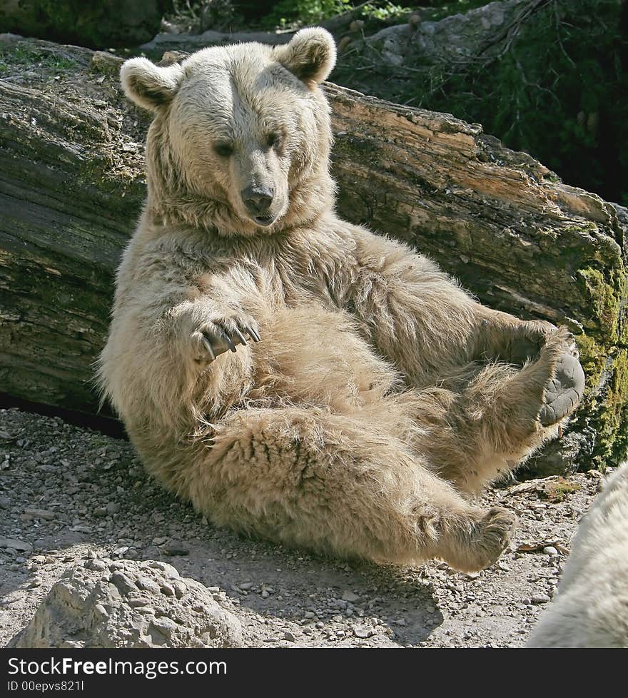 View of Nice Syrian Brown Bears. View of Nice Syrian Brown Bears