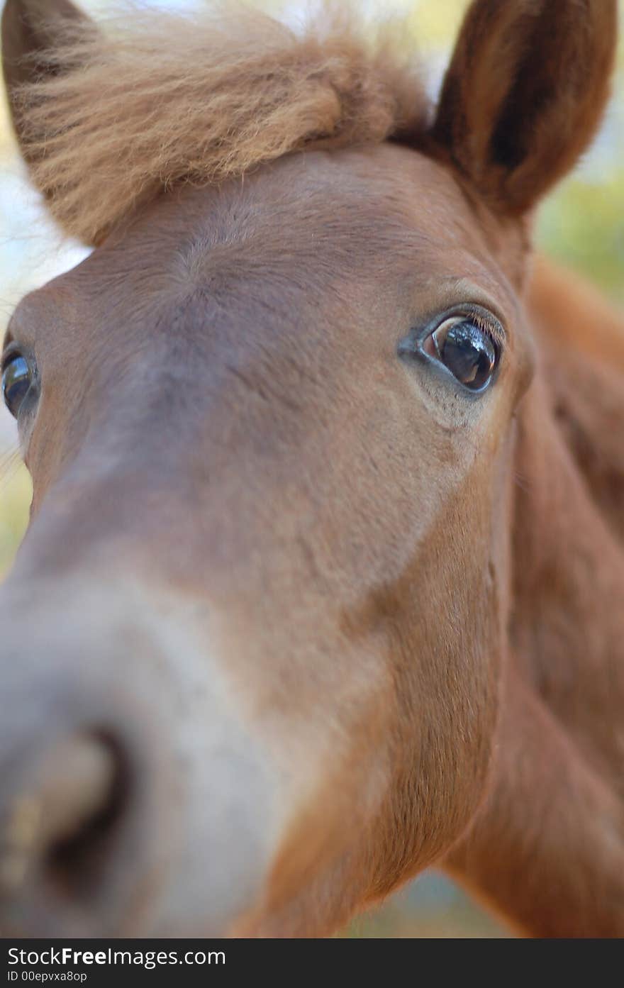 Horse, greater eye and sad glance