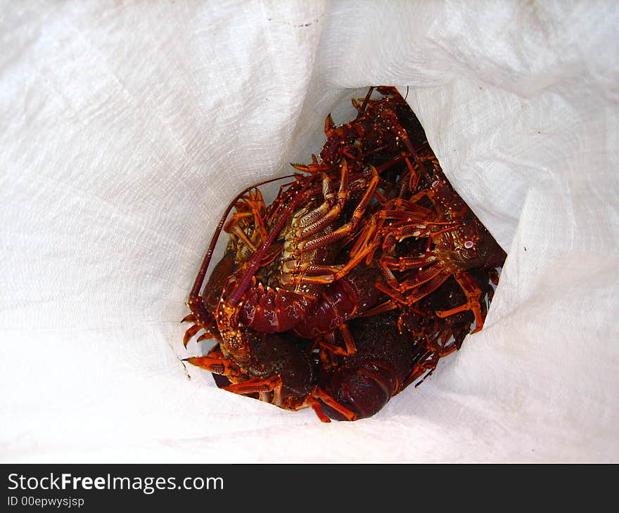 Several live red lobsters tumbled in a white plastic sack, ready for transport. Several live red lobsters tumbled in a white plastic sack, ready for transport