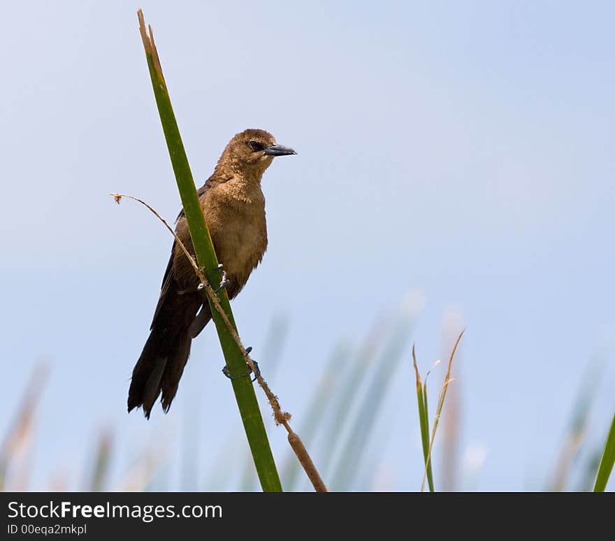 Common Grackle (Female)