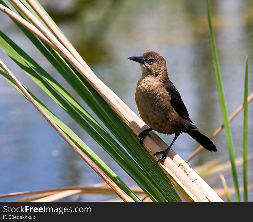 Common Grackle (Female)