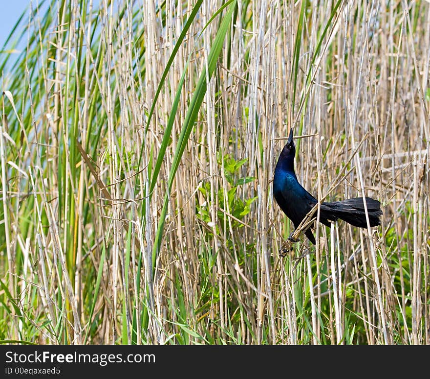 Common Grackle (Male)