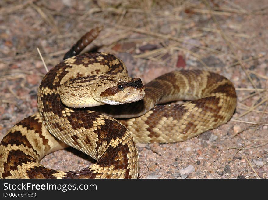 Blacktail Rattlesnake