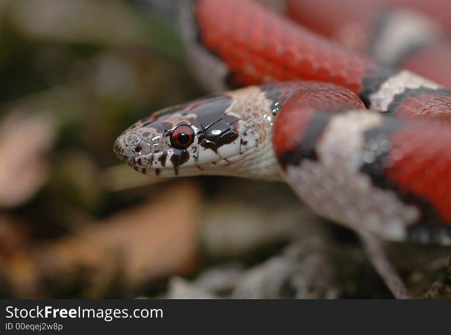 A brightly colored adult red milksnake has the photographer clearly in view.