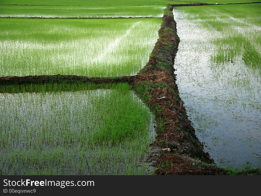 Paddy field , sunrise, skies