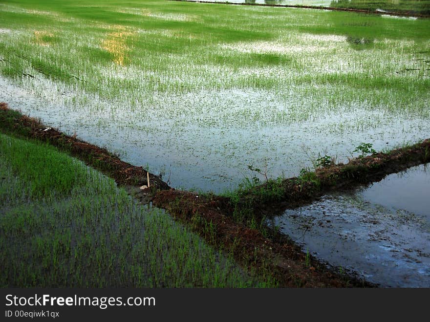 Paddy field, sunrise and water