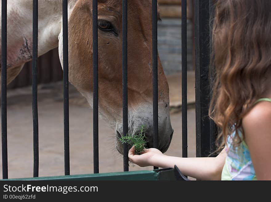 The Girl Feeds The Kiang.