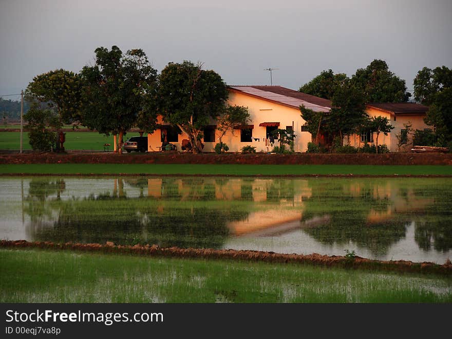 Paddy field  house