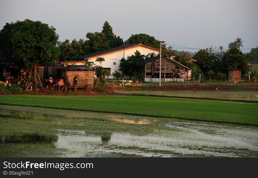 Paddy field  house