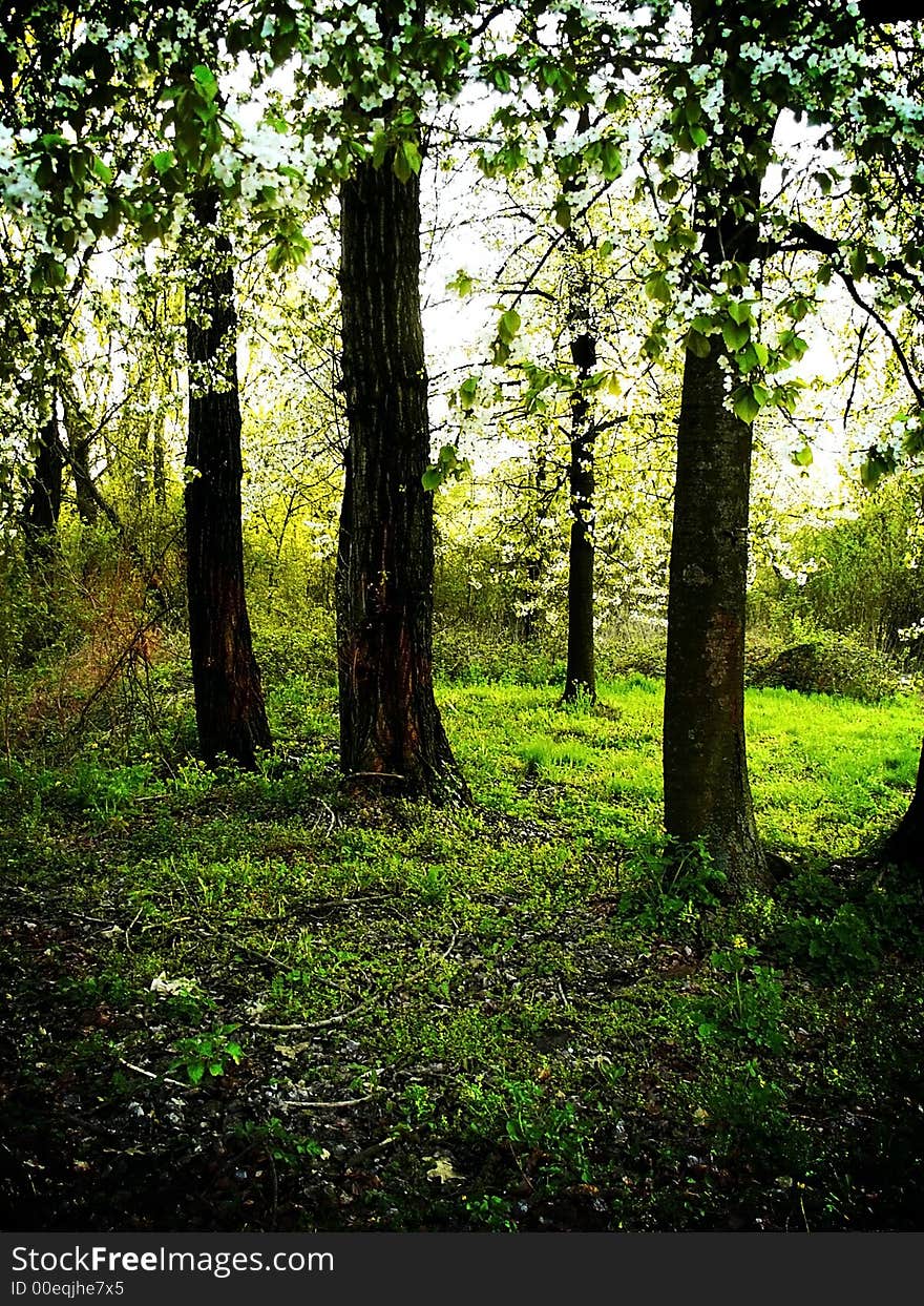 Forest during sunny day detail. Forest during sunny day detail.