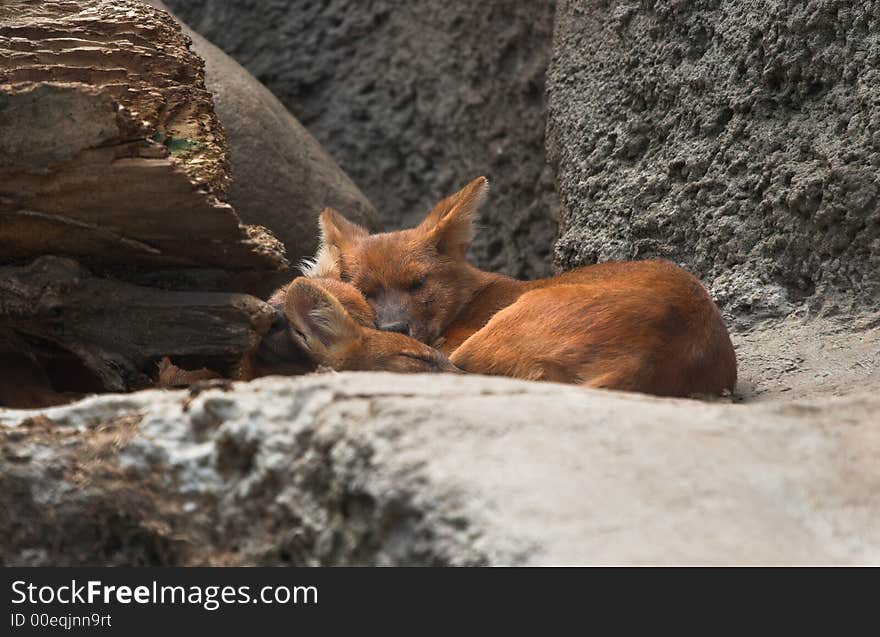 Red wolfs in Moscow zoo. Dhole. Cuon alpinus lepturus. Lives in Asia in mountain woods, and as in some states of America.