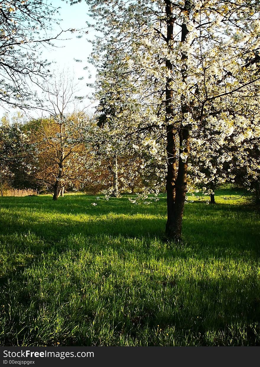 Forest During Sunny Day 4