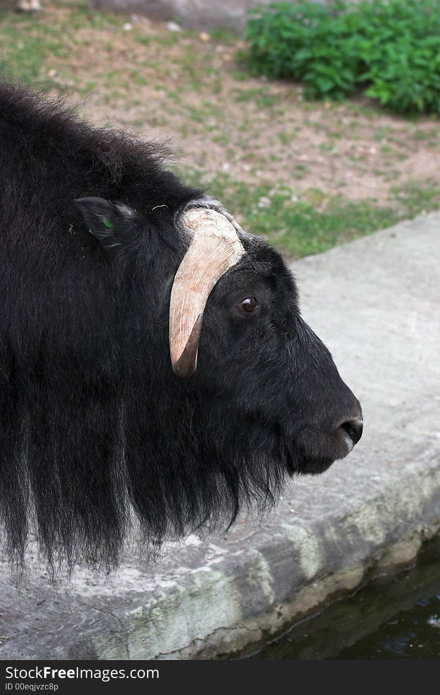 Ovibos moschatus. Musk-ox in Moscow zoo.