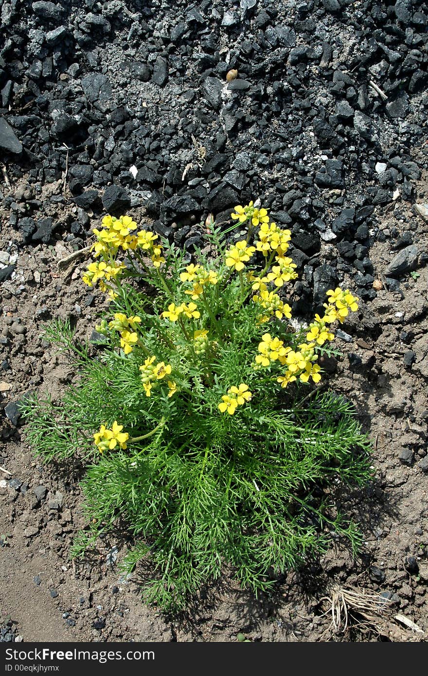 Small yellow florets on a background of stones