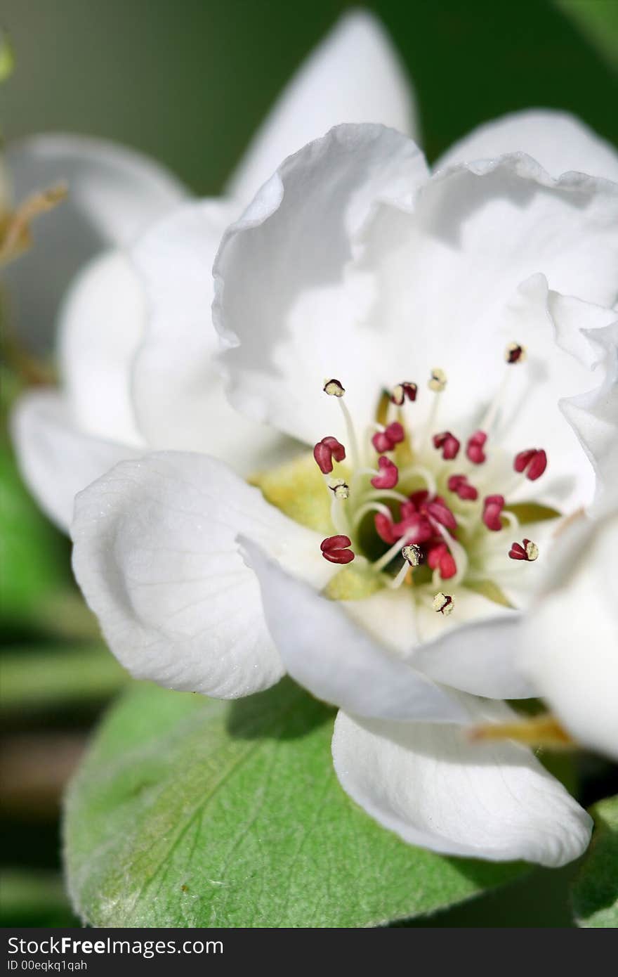 Tree branch in bloom - close up